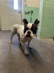 Shelter Stray Male Dog last seen 12TH AVE & 33RD ST, 2127 Front St, Sacramento, CA 95818, USA