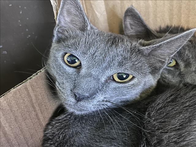 Shelter Stray Male Cat last seen , 1850 W 60th St, Los Angeles, CA 90047, USA