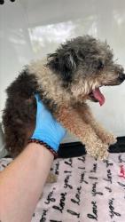 Shelter Stray Female Dog last seen HERMITAGE WAY & SUNNYFIELD WAY, 2127 Front St, Sacramento, CA 95818, USA