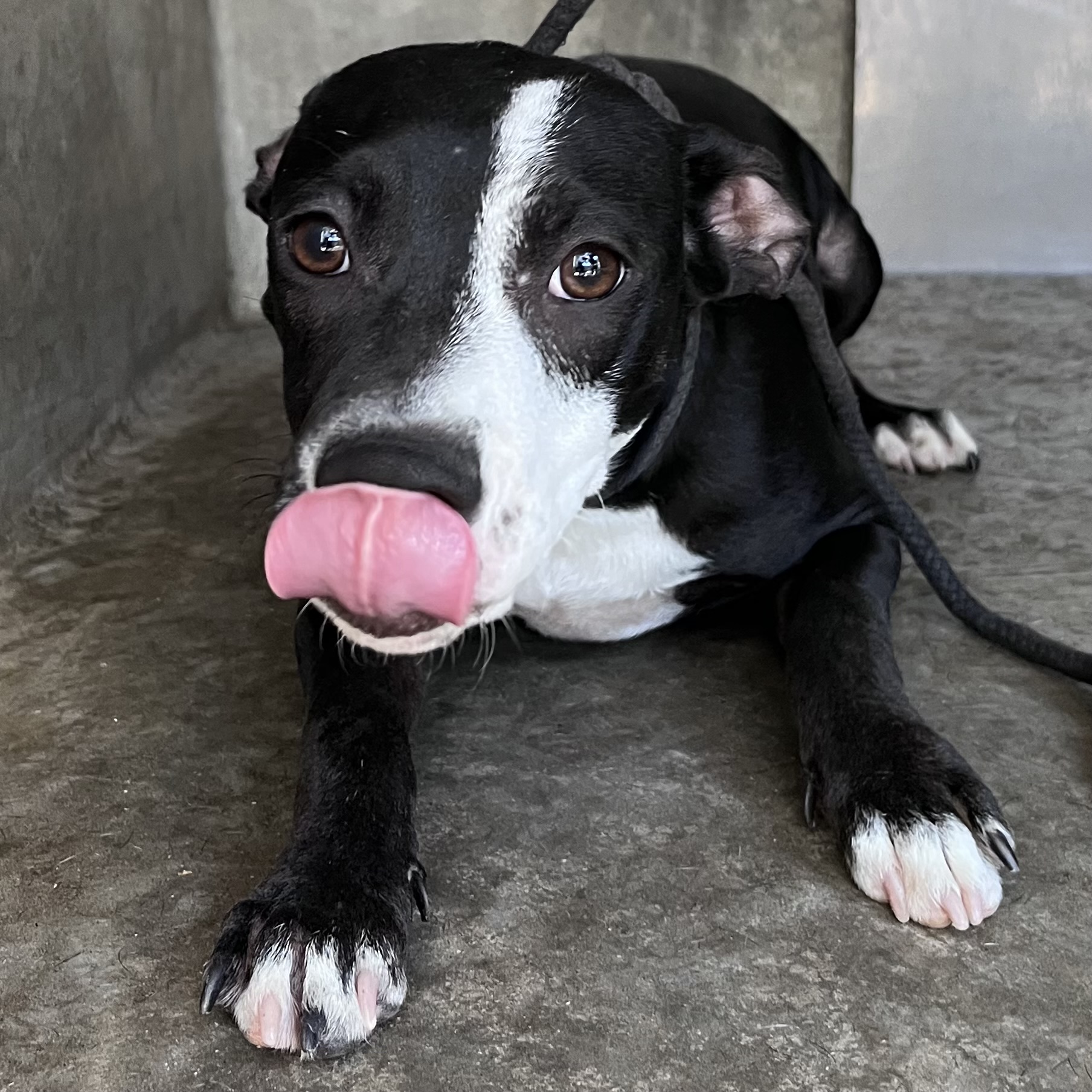 Shelter Stray Male Dog last seen , 1850 W 60th St, Los Angeles, CA 90047, USA