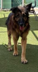 Shelter Stray Male Dog last seen , 11361 W Pico Blvd, Los Angeles, CA 90064, USA