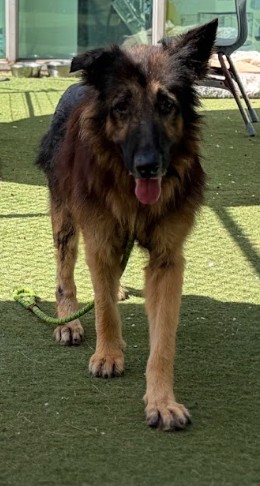 Shelter Stray Male Dog last seen , 11361 W Pico Blvd, Los Angeles, CA 90064, USA