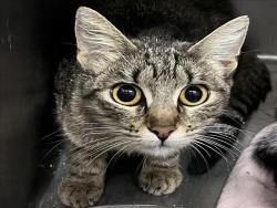 Shelter Stray Female Cat last seen , 1850 W 60th St, Los Angeles, CA 90047, USA