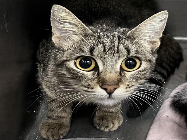 Shelter Stray Female Cat last seen , 1850 W 60th St, Los Angeles, CA 90047, USA
