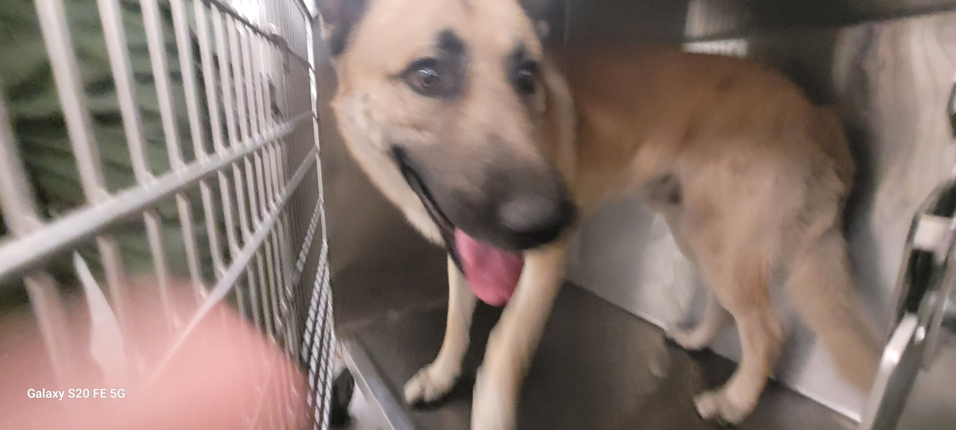 Shelter Stray Male Dog last seen , 1850 W 60th St, Los Angeles, CA 90047, USA
