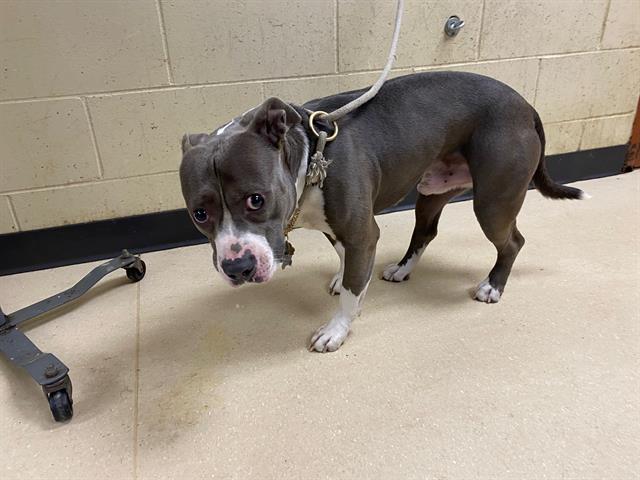 Shelter Stray Male Dog last seen Near BLOCK N 57TH ST, 3839 W Burnham St, West Milwaukee, WI 53215, USA