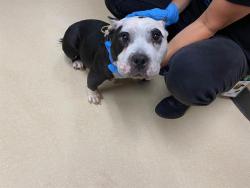 Shelter Stray Female Dog last seen Near BLOCK S 30TH ST, 3839 W Burnham St, West Milwaukee, WI 53215, USA
