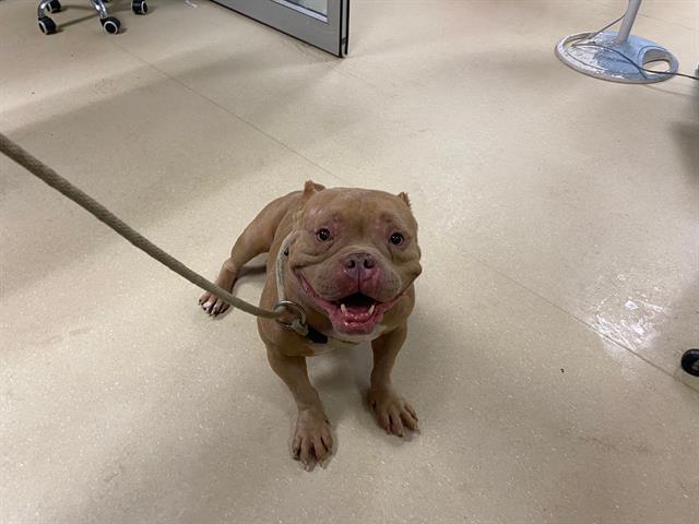 Shelter Stray Female Dog last seen Near BLOCK S 30TH ST, 3839 W Burnham St, West Milwaukee, WI 53215, USA