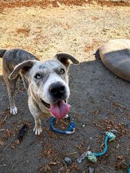 Shelter Stray Female Dog last seen E REINSTRA AND ARIES CT, 130 Beyer Way, Chula Vista, CA 91911, USA