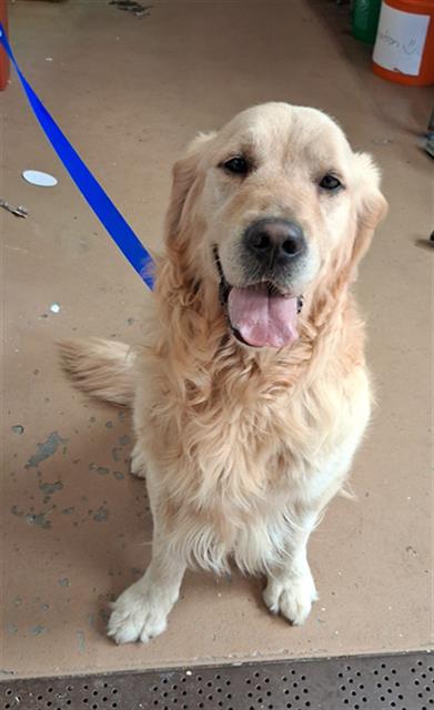 Shelter Stray Male Dog last seen Near BLOCK E 16TH STREET, 130 Beyer Way, Chula Vista, CA 91911, USA