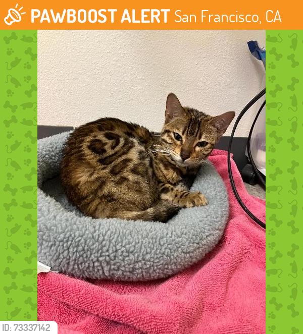 Found/Stray Female Cat last seen Palou Ave and Barneveld Ave, SF CA, San Francisco, CA 94124