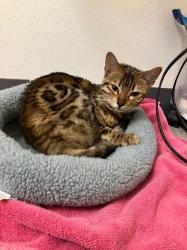 Found/Stray Female Cat last seen Palou Ave and Barneveld Ave, SF CA, San Francisco, CA 94124