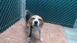 Shelter Stray Female Dog last seen , 11258 Garfield Ave, Downey, CA 90242, USA