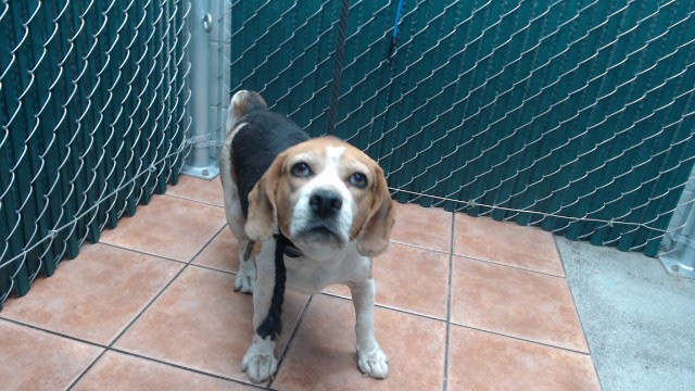 Shelter Stray Female Dog last seen , 11258 Garfield Ave, Downey, CA 90242, USA