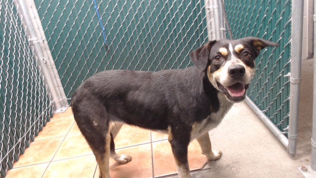 Shelter Stray Female Dog last seen , 11258 Garfield Ave, Downey, CA 90242, USA