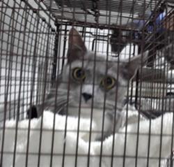 Shelter Stray Female Cat last seen FRIDELL@INNES, 1419 Bryant St, San Francisco, CA 94103, USA