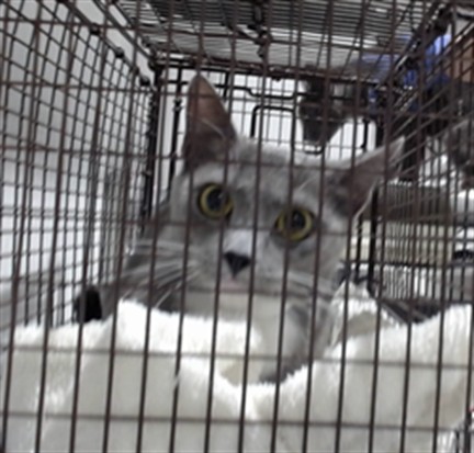 Shelter Stray Female Cat last seen FRIDELL@INNES, 1419 Bryant St, San Francisco, CA 94103, USA