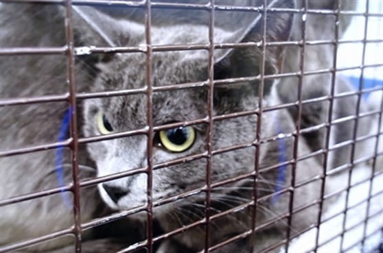 Shelter Stray Female Cat last seen FRIDELL@INNES, 1419 Bryant St, San Francisco, CA 94103, USA