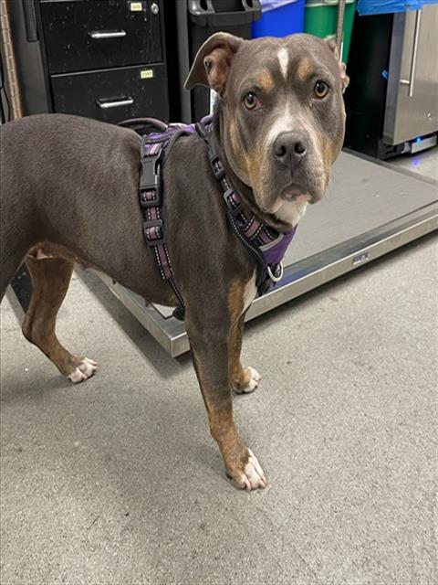 Shelter Stray Female Dog last seen JUNIPERO SERRA X OCEAN AVE, 1419 Bryant St, San Francisco, CA 94103, USA