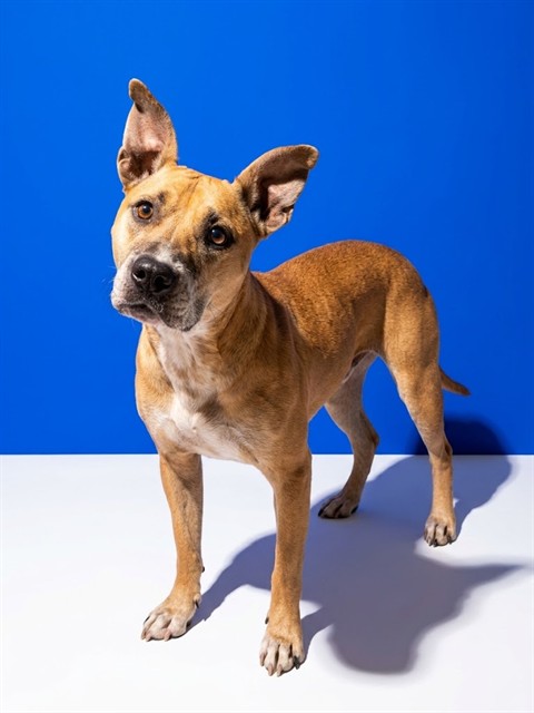 Shelter Stray Female Dog last seen Near BLOCK NORTH CANAL ST, 2020 Forest St, Jacksonville, FL 32204, USA