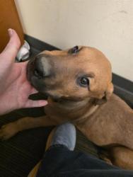 Shelter Stray Female Dog last seen Near BLOCK W 3100 S, WEST VALLEY CITY UT 84119, 4522 W 3500 S, West Valley City, UT 84120, USA