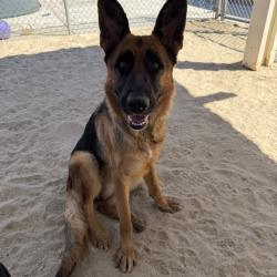 Shelter Stray Female Dog last seen Near BLOCK EL TORO RD CATHEDRAL CITY CA 92234, 72050 Pet Land Pl, Thousand Palms, CA 92276, USA