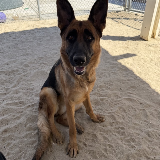 Shelter Stray Female Dog last seen Near BLOCK EL TORO RD CATHEDRAL CITY CA 92234, 72050 Pet Land Pl, Thousand Palms, CA 92276, USA