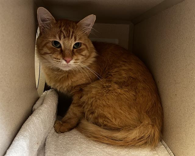 Shelter Stray Male Cat last seen Near BLOCK N KALISPELL ST, DENVER CO 80239, 1241 W Bayaud Ave, Denver, CO 80223, USA