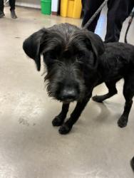 Shelter Stray Female Dog last seen GRANDVIEW DR AND ALEPPO DR, 2500 S 27th Ave, Phoenix, AZ 85009, USA