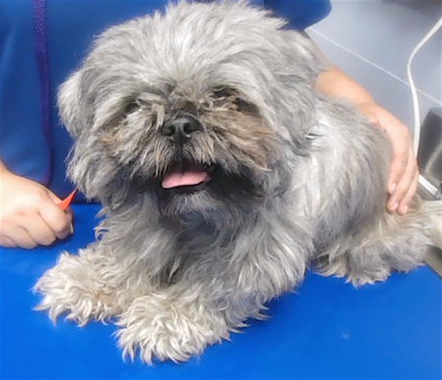 Shelter Stray Female Dog last seen 49TH AVE AND EVANS DR, 2500 S 27th Ave, Phoenix, AZ 85009, USA