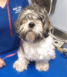 Shelter Stray Male Dog last seen PECAN RD AND SUNLAND AVE, 2500 S 27th Ave, Phoenix, AZ 85009, USA