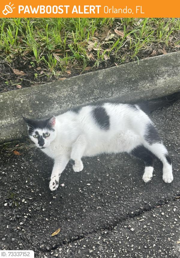 Found/Stray Unknown Cat last seen Wilkinson/Chichester, Orlando, FL 32803