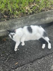 Found/Stray Unknown Cat last seen Wilkinson/Chichester, Orlando, FL 32803