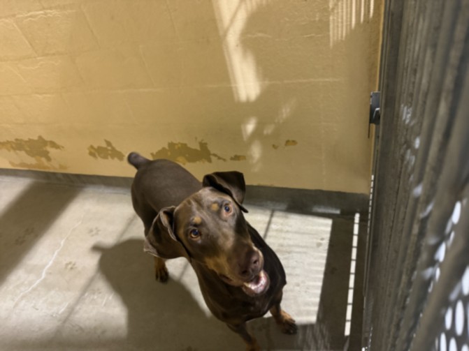 Shelter Stray Male Dog last seen , West Valley Animal Shelter, 20655 Plummer St, Chatsworth, CA 91311, USA