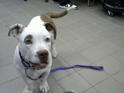 Shelter Stray Male Dog last seen MENAUL AND MONROE, 8920 Lomas Blvd NE, Albuquerque, NM 87112, USA