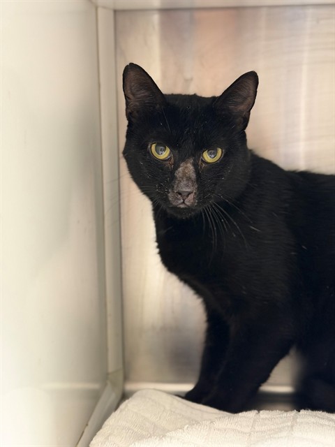 Shelter Stray Female Cat last seen 78TH AVE AND MONACO ST, 12155 Park Blvd, Brighton, CO 80601, USA