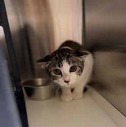 Shelter Stray Unknown Cat last seen Near BLOCK CLAYTON CT, 12155 Park Blvd, Brighton, CO 80601, USA