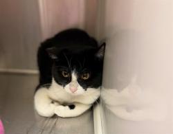 Shelter Stray Unknown Cat last seen Near BLOCK CLAYTON CT, 12155 Park Blvd, Brighton, CO 80601, USA