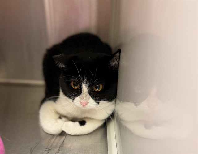 Shelter Stray Unknown Cat last seen Near BLOCK CLAYTON CT, 12155 Park Blvd, Brighton, CO 80601, USA