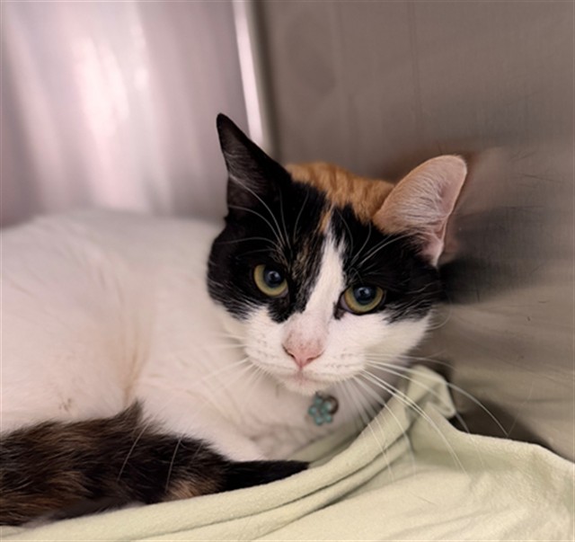 Shelter Stray Female Cat last seen 120TH AND HURON, 12155 Park Blvd, Brighton, CO 80601, USA