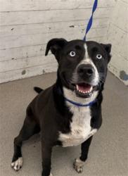 Shelter Stray Female Dog last seen CITRUS X SANBERNARDINO, 333 Chandler Pl, San Bernardino, CA 92408, USA