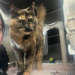 Shelter Stray Female Cat last seen ABANDONED AT EAC, 5501 E Van Buren St, Phoenix, AZ 85008, USA