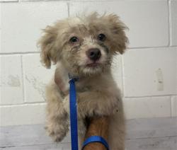 Shelter Stray Male Dog last seen CAJON BLVD & MEDICAL CENTER DR, SAN BERNARDINO, CA, 92407, USA, 333 Chandler Pl, San Bernardino, CA 92408, USA