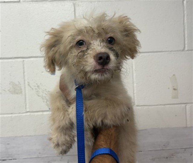 Shelter Stray Male Dog last seen CAJON BLVD & MEDICAL CENTER DR, SAN BERNARDINO, CA, 92407, USA, 333 Chandler Pl, San Bernardino, CA 92408, USA