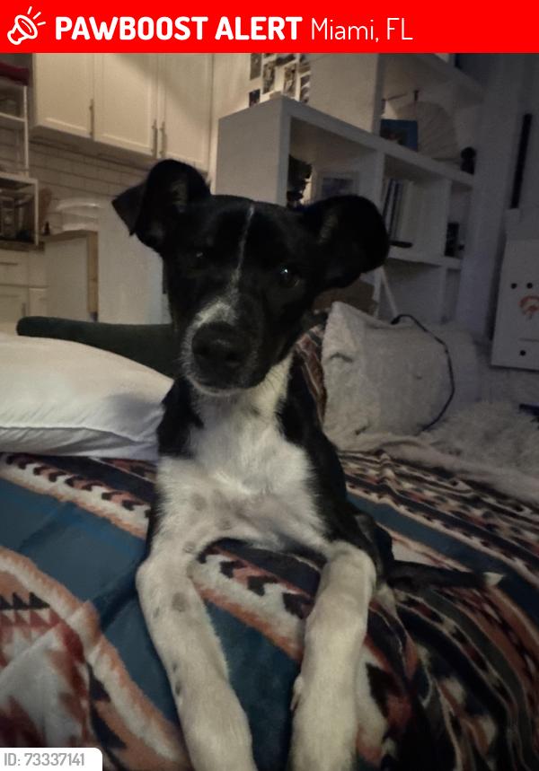 Lost Female Dog last seen Corner of nw 74 st and 11th ave and 10th ave, Miami, FL 33150