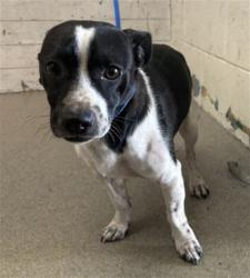 Shelter Stray Male Dog last seen CAJON BLVD & MEDICAL CENTER DR, SAN BERNARDINO, CA, 92407, USA, 333 Chandler Pl, San Bernardino, CA 92408, USA