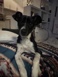 Lost Female Dog last seen Corner of nw 74 st and 11th ave and 10th ave, Miami, FL 33150