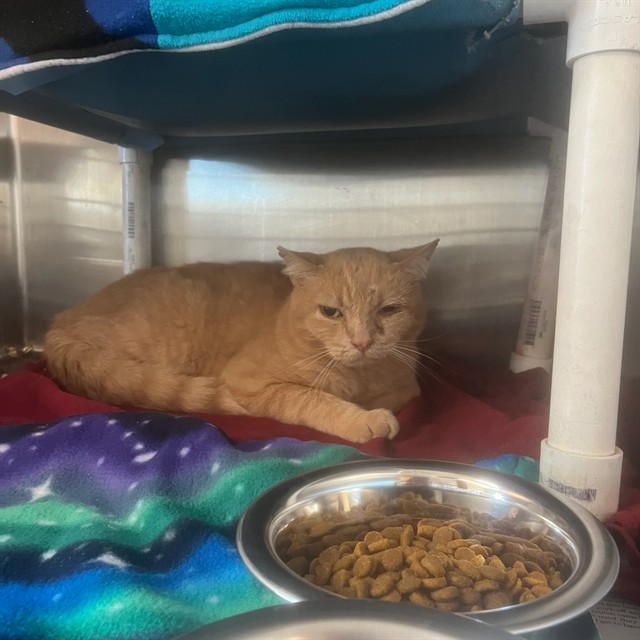 Shelter Stray Female Cat last seen , 5501 E Van Buren St, Phoenix, AZ 85008, USA