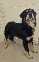 Shelter Stray Male Dog last seen W LINCOLN AVE & N STATE ST, SAN BERNARDINO, CA, 92411, USA, 333 Chandler Pl, San Bernardino, CA 92408, USA
