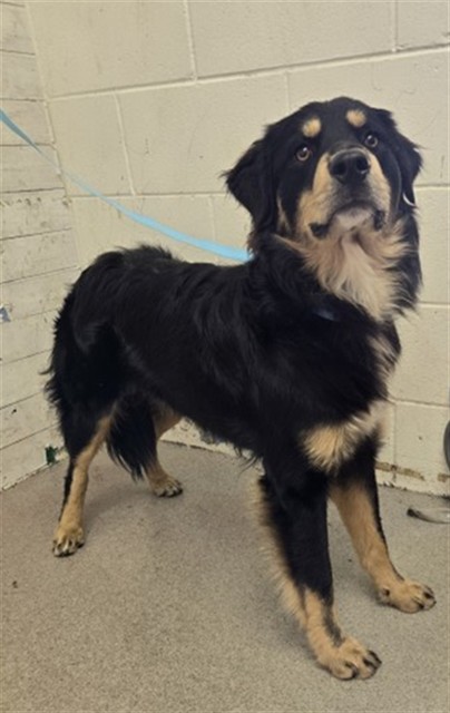 Shelter Stray Male Dog last seen W LINCOLN AVE & N STATE ST, SAN BERNARDINO, CA, 92411, USA, 333 Chandler Pl, San Bernardino, CA 92408, USA